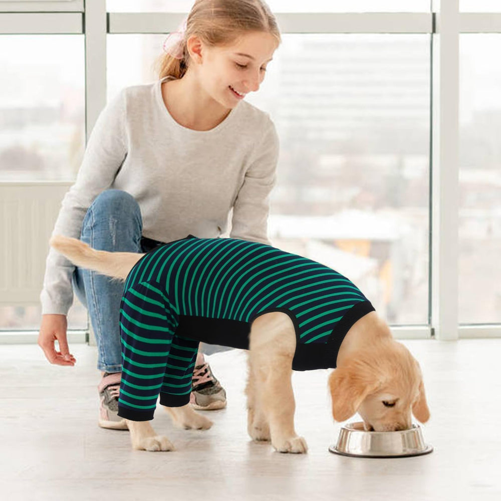 Kuoser scène de salon illustrant confort et apaisement du chien convalescent