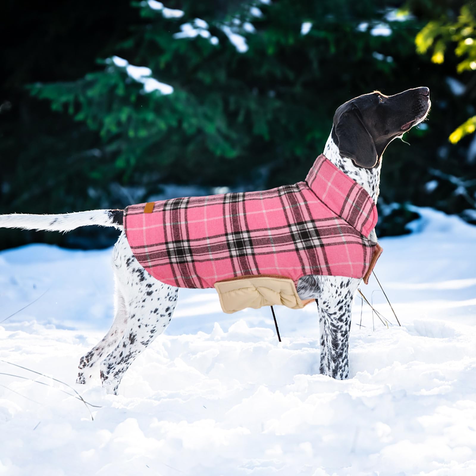 Kuoser chien en promenade assurant confort et protection