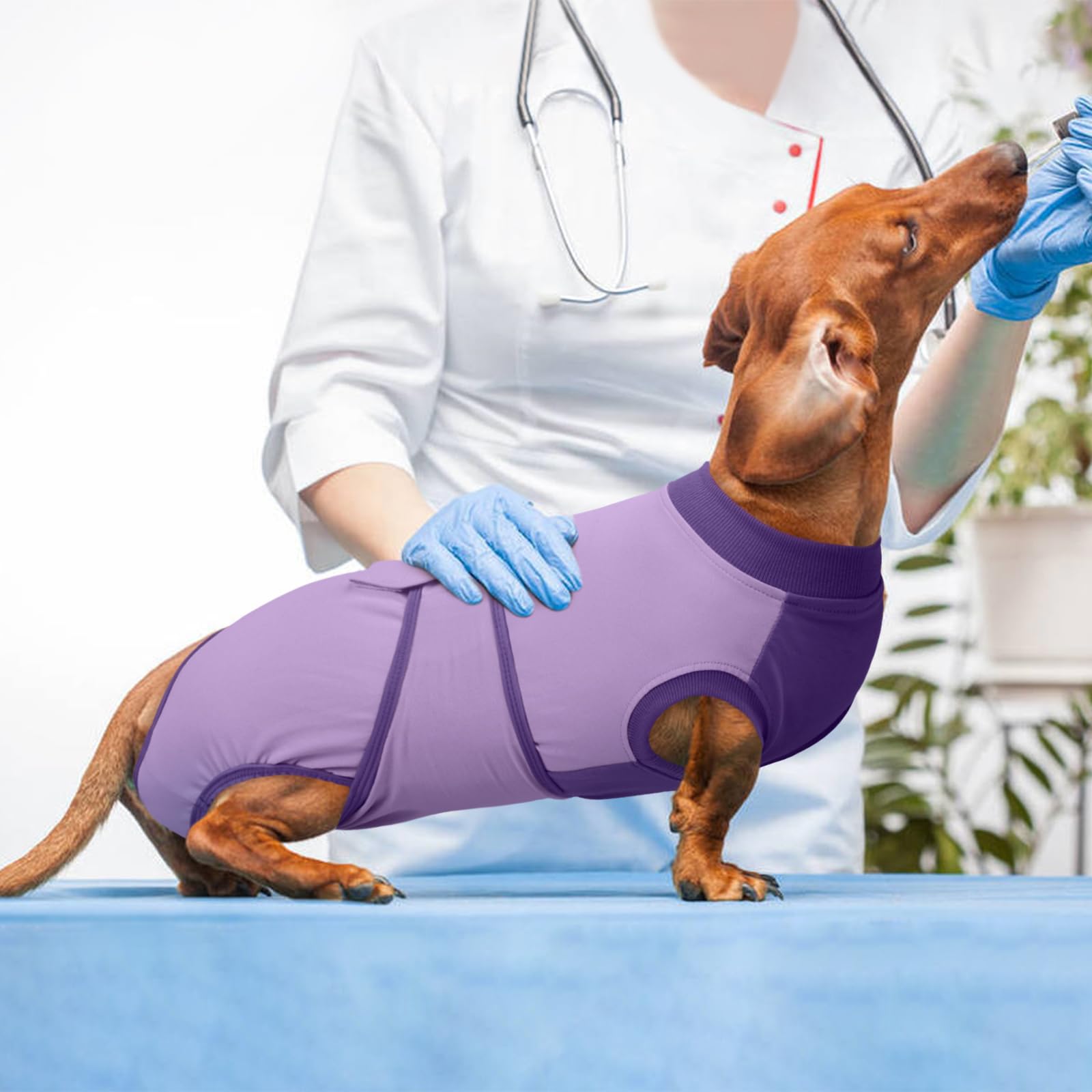 Kuoser chiot reposant en tenue violette pour récupération confortable