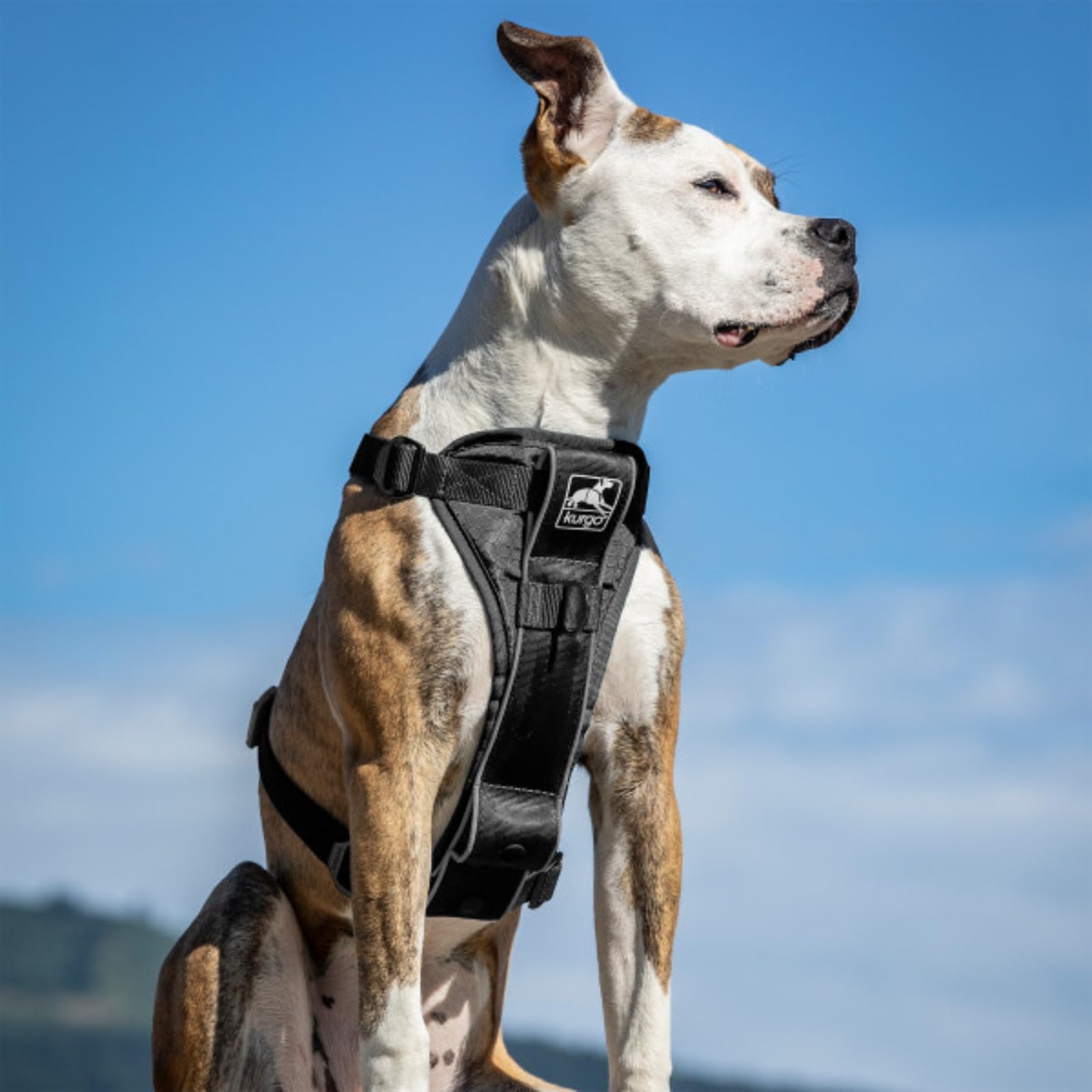 Kurgo Tru-Fit chien en promenade utilisant les attaches avant et arrière pour contrôle