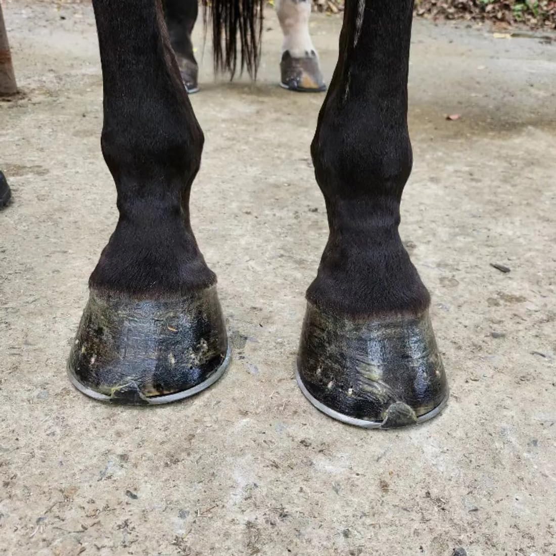 KURSHOW brosse nettoyant des bottes boueuses pour entretien polyvalent