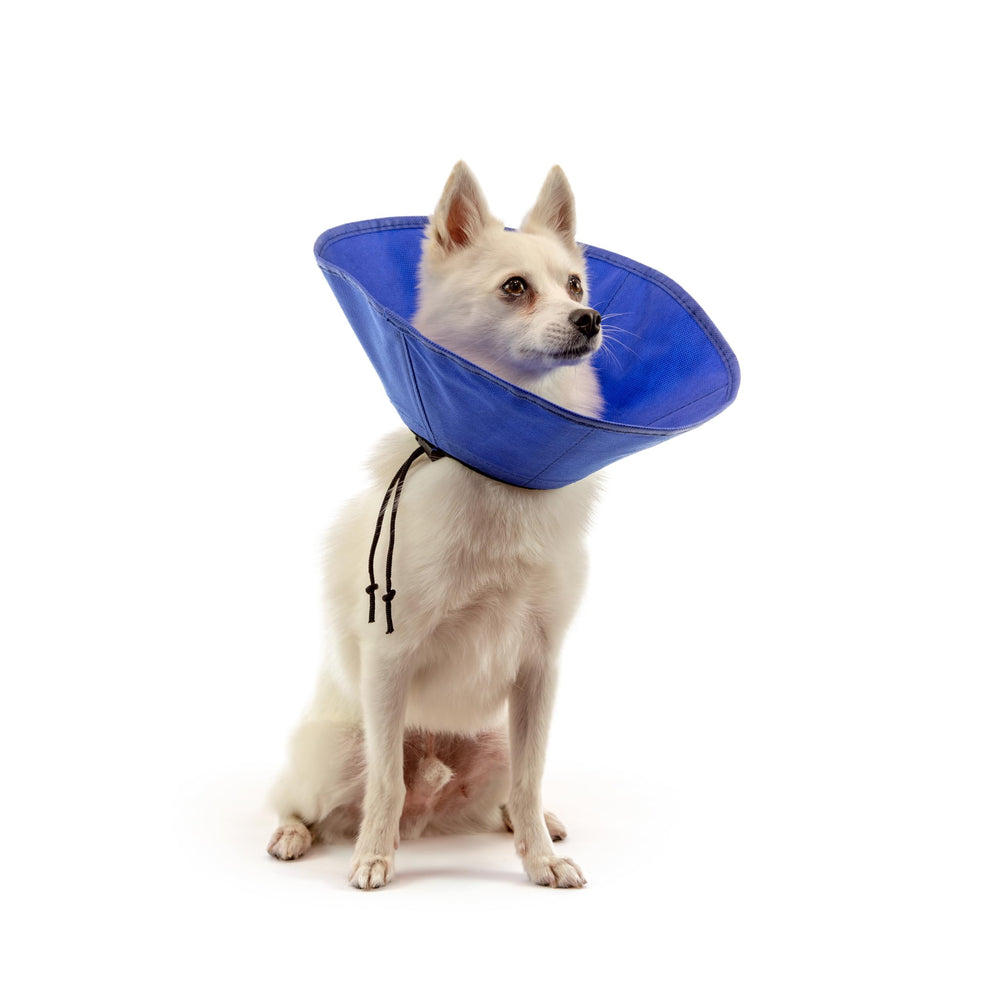 KVP collier EZ Soft porté par un chat réduisant accès aux plaies