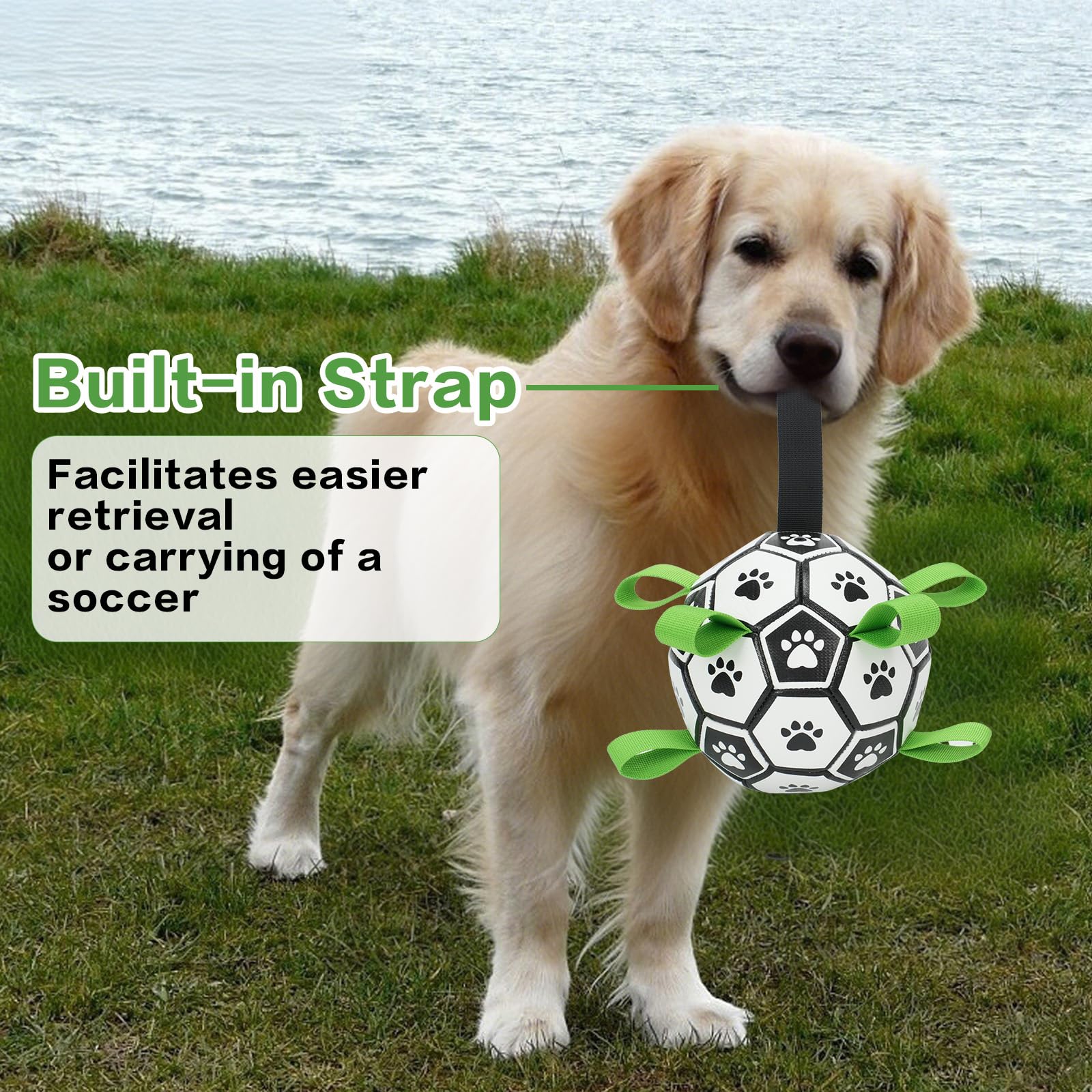 Kylinsure ballon en jeu avec chien stimulant récupération et activité physique