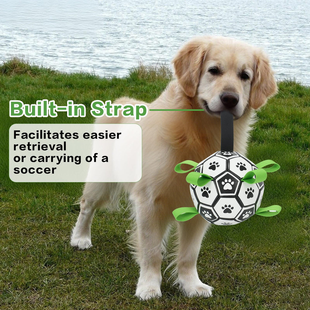 Kylinsure ballon en jeu avec chien stimulant récupération et activité physique
