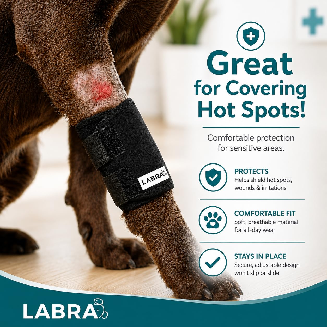 Chien portant attelle Labra montrant protection contre le léchage