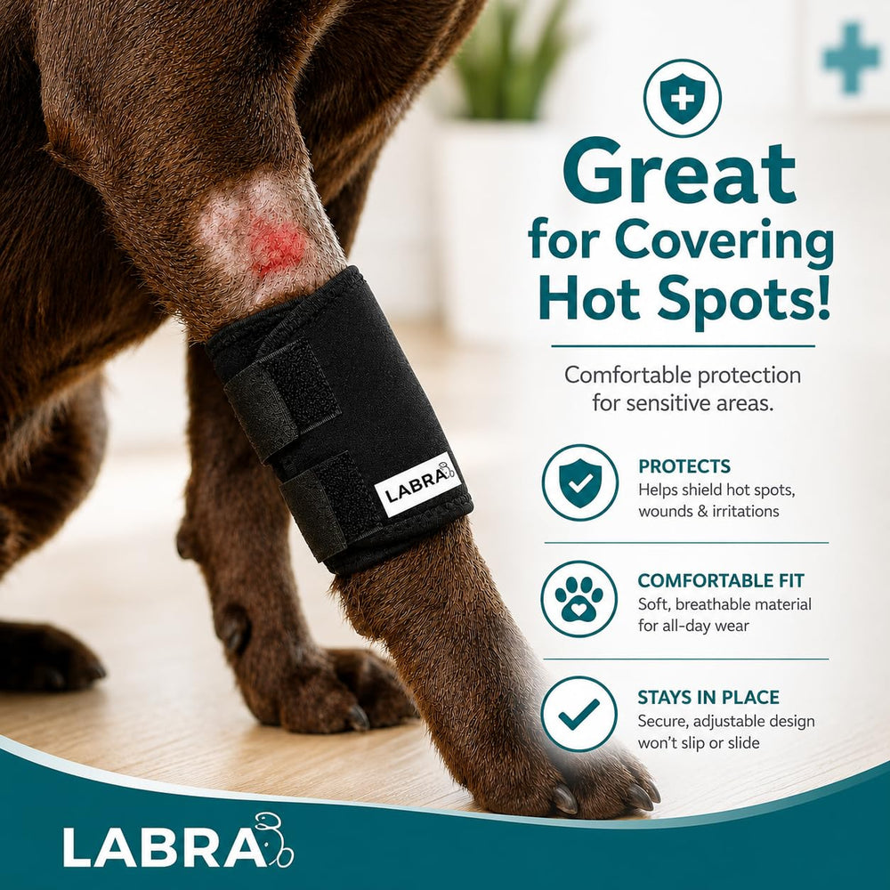 Chien portant attelle Labra montrant protection contre le léchage