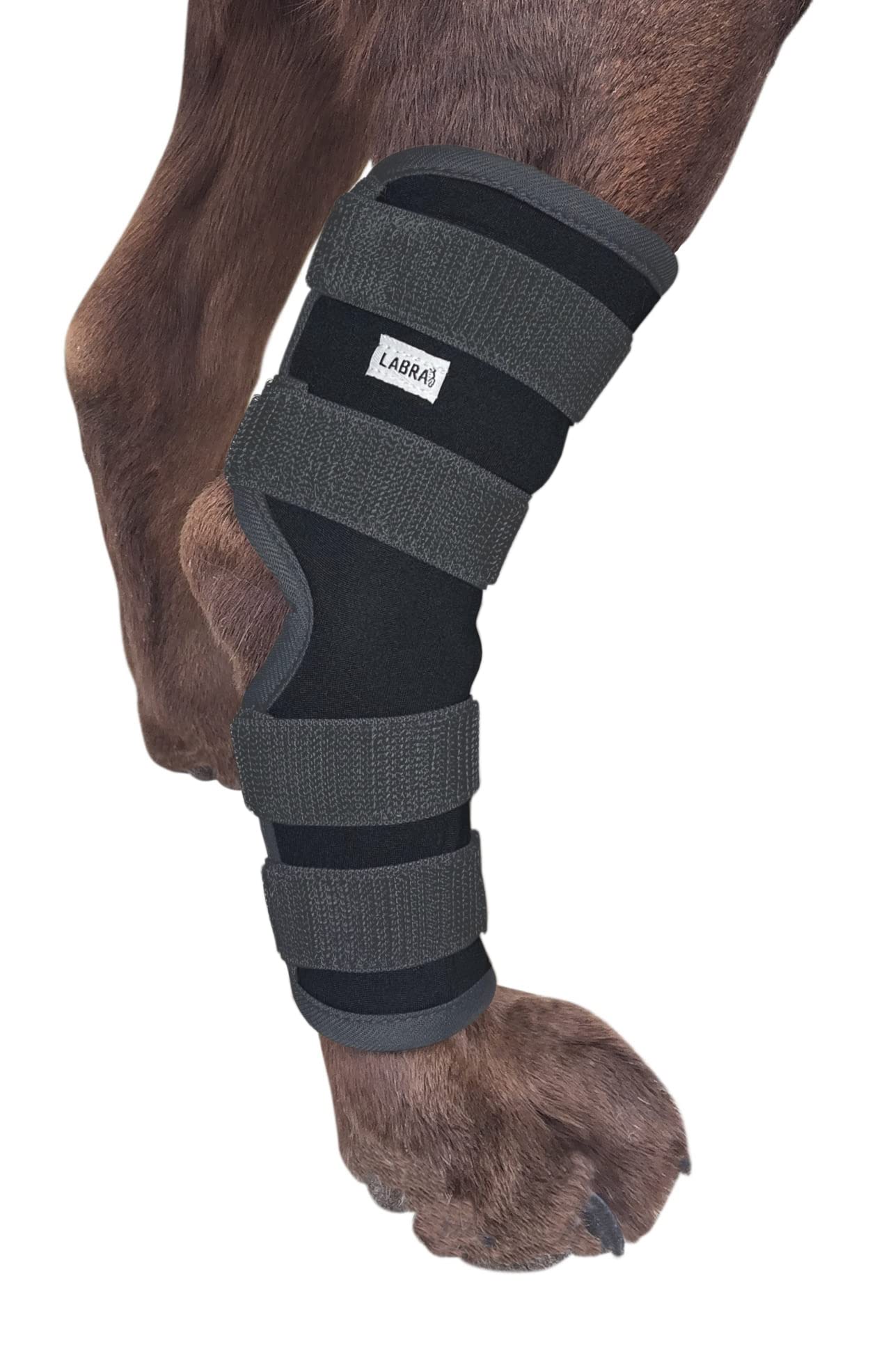 Labra attelle hock vue avant montrant le maintien et la fermeture ajustable