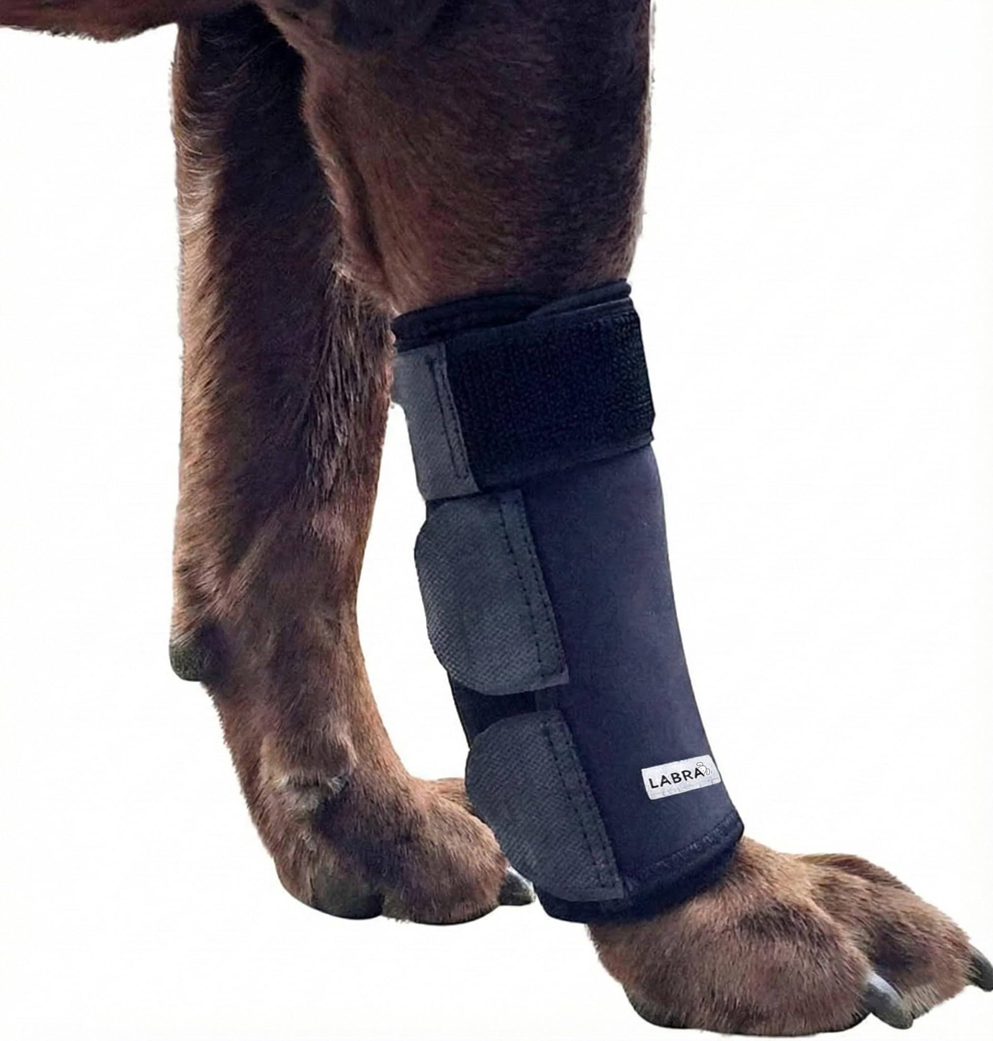 Labra attelle patte avant vue de face offrant maintien et protection