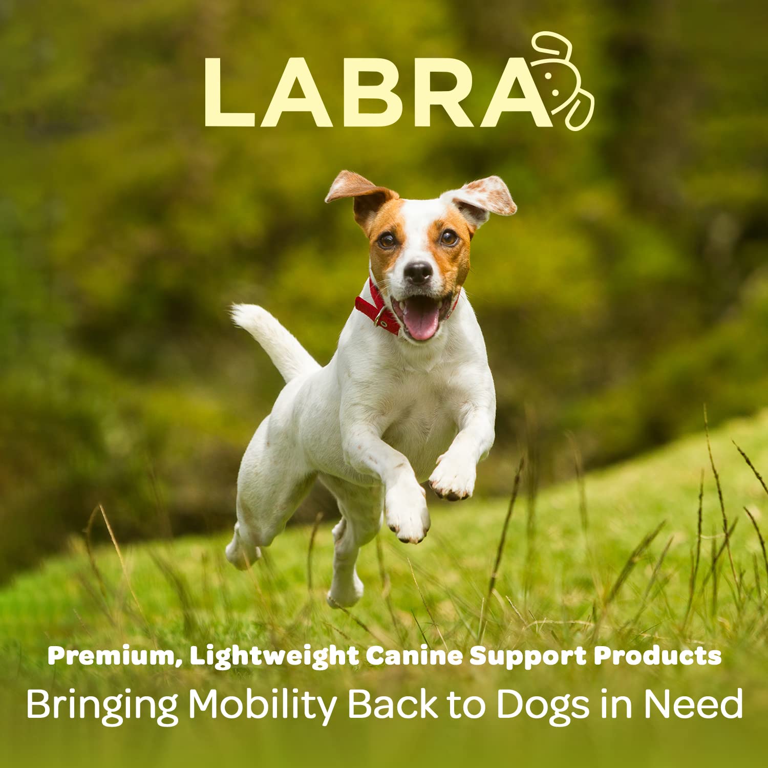 Labra attelle couvrant un pansement pour protection et prévention du léchage
