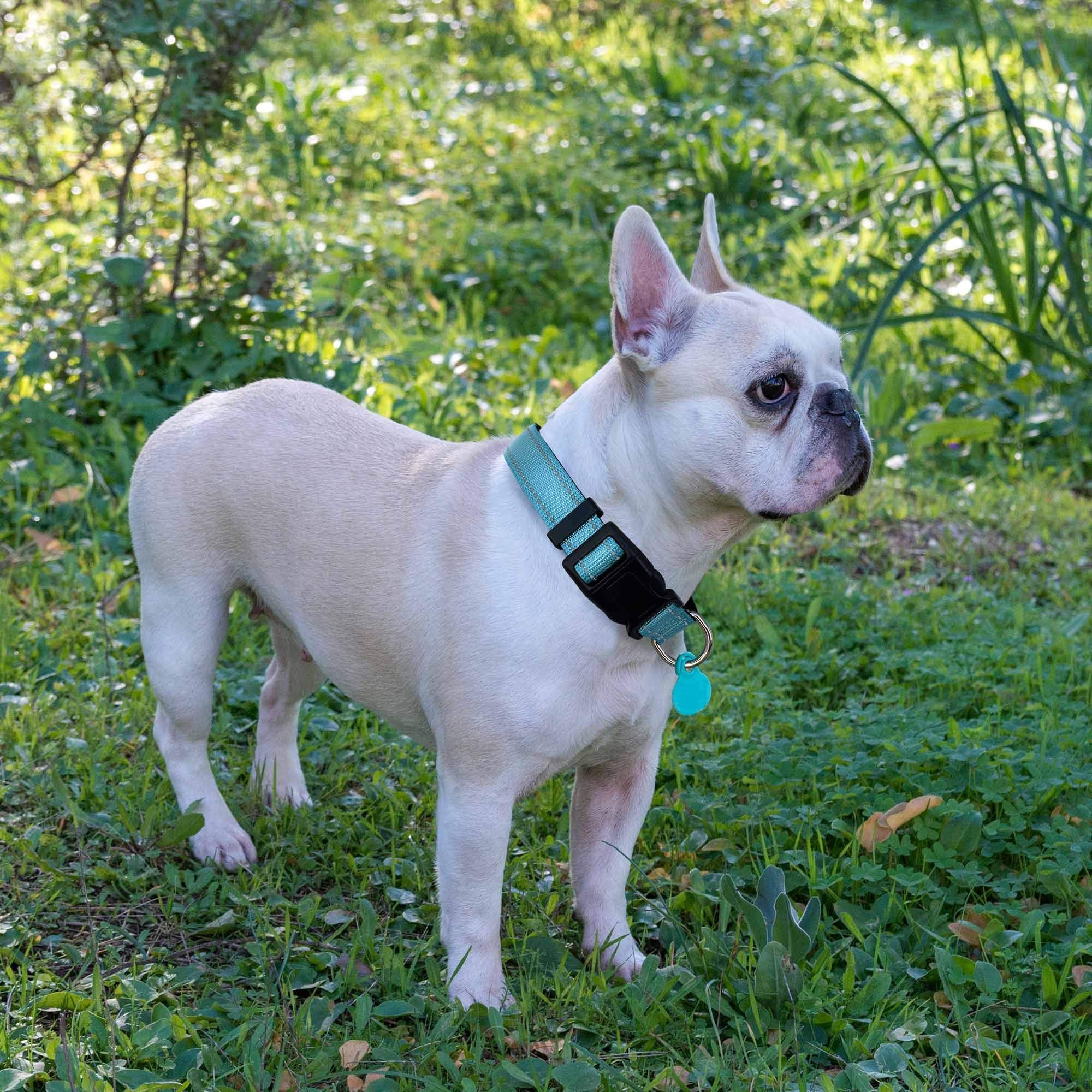 Ladoogo collier avec laisse en promenade, contrôle et confort