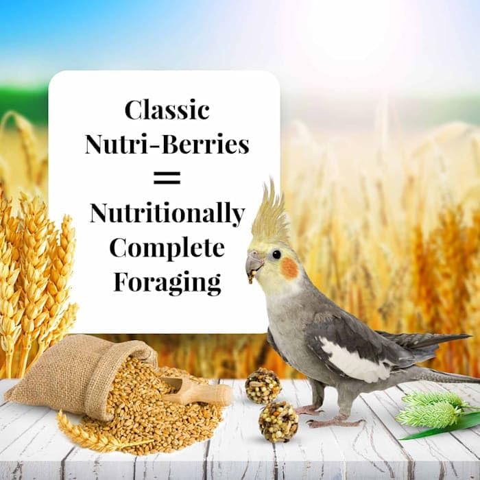 LAFEBER'S calopsitte mangeant Nutri-Berries pour stimulation et exercice