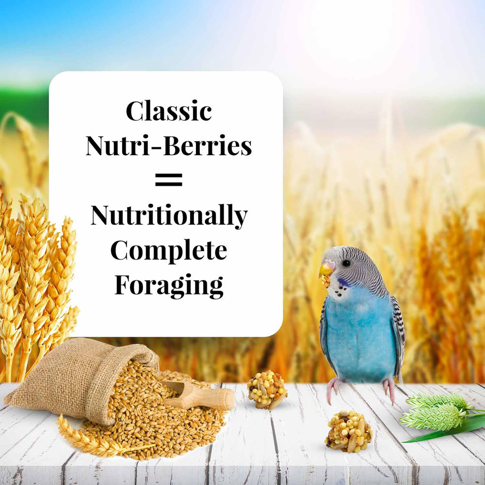 LAFEBER'S Nutri-Berries distribué dans une cage pour enrichissement