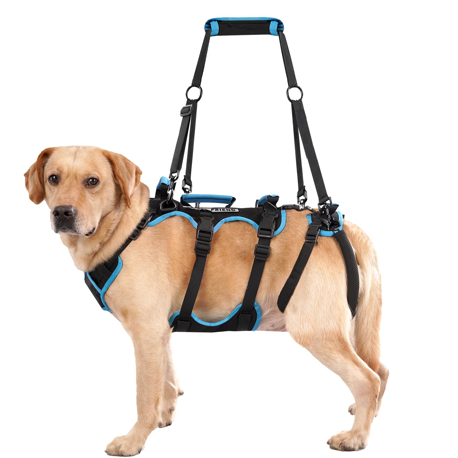 lafoty harnais vu de face montrant attaches robustes et ajustement confortable