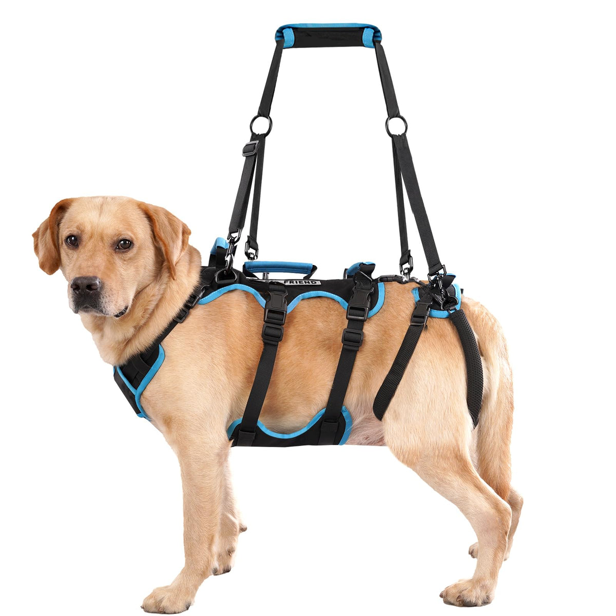 lafoty harnais vu de face montrant attaches robustes et ajustement confortable