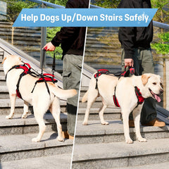 lafoty harnais porté par chien en promenade aidant la mobilité