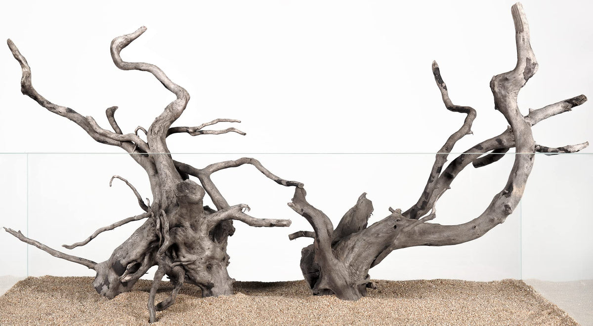LANDEN vue d’ensemble des 4 branches pour décor aquarium montrant composition et contraste