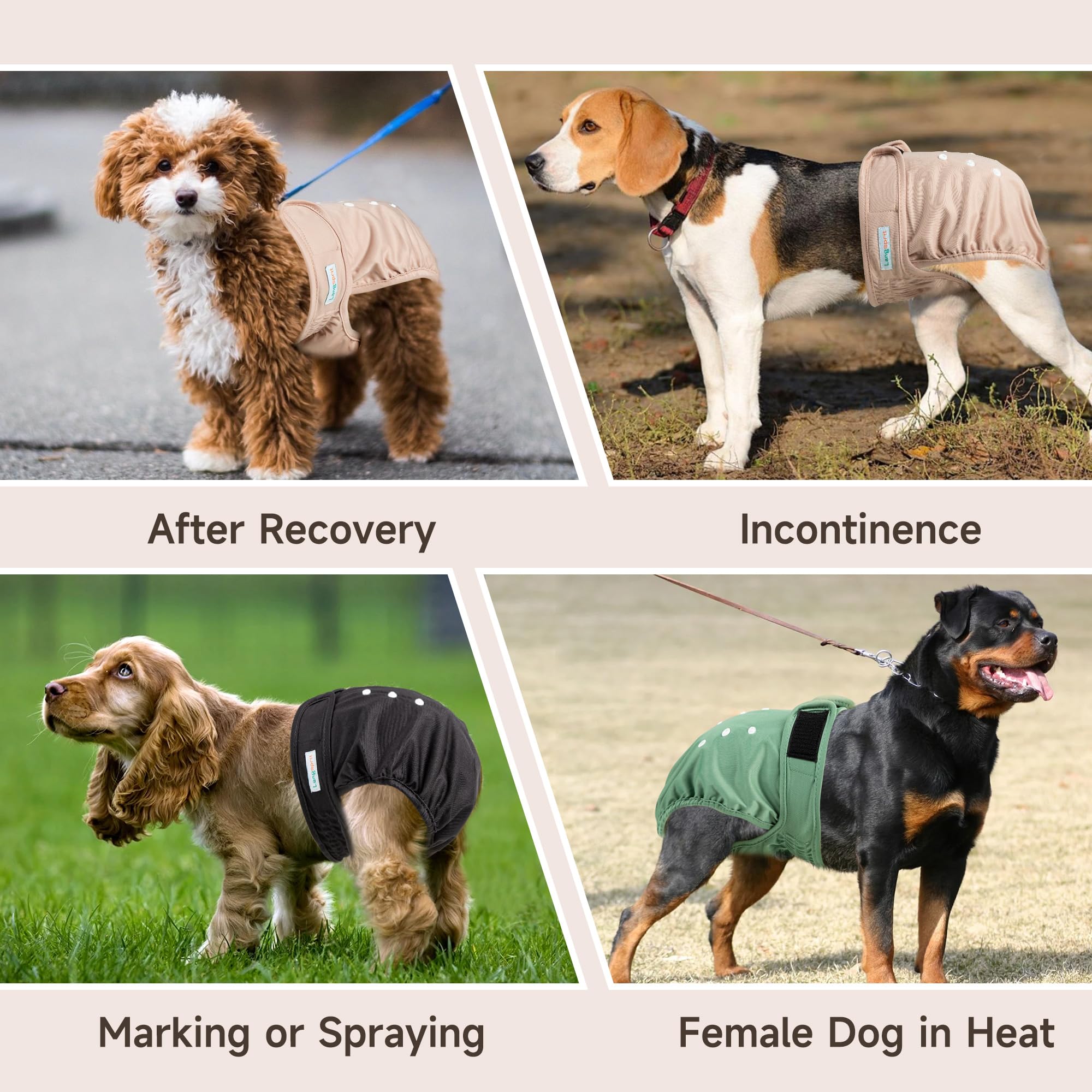 Langsprit chienne portant la couche protection discrète en sortie