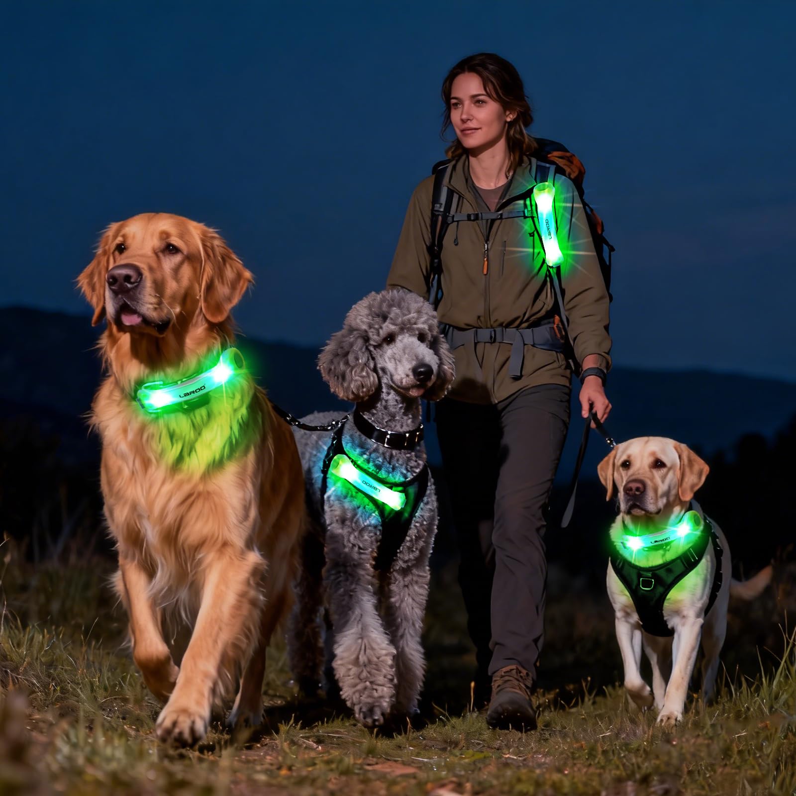 LaRoo en promenade nocturne montrant visibilité renforcée pour chien