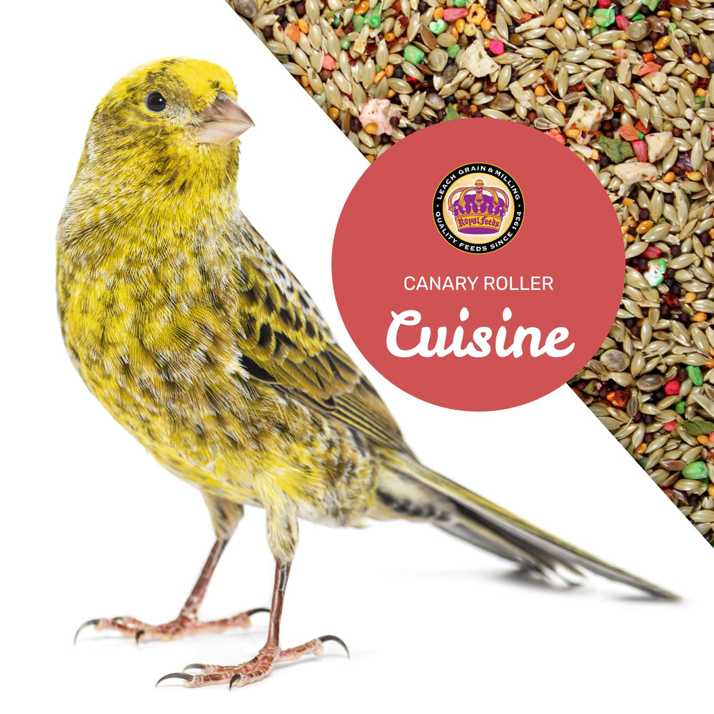 LEACH GRAIN dans un distributeur prêt à servir pour alimentation quotidienne