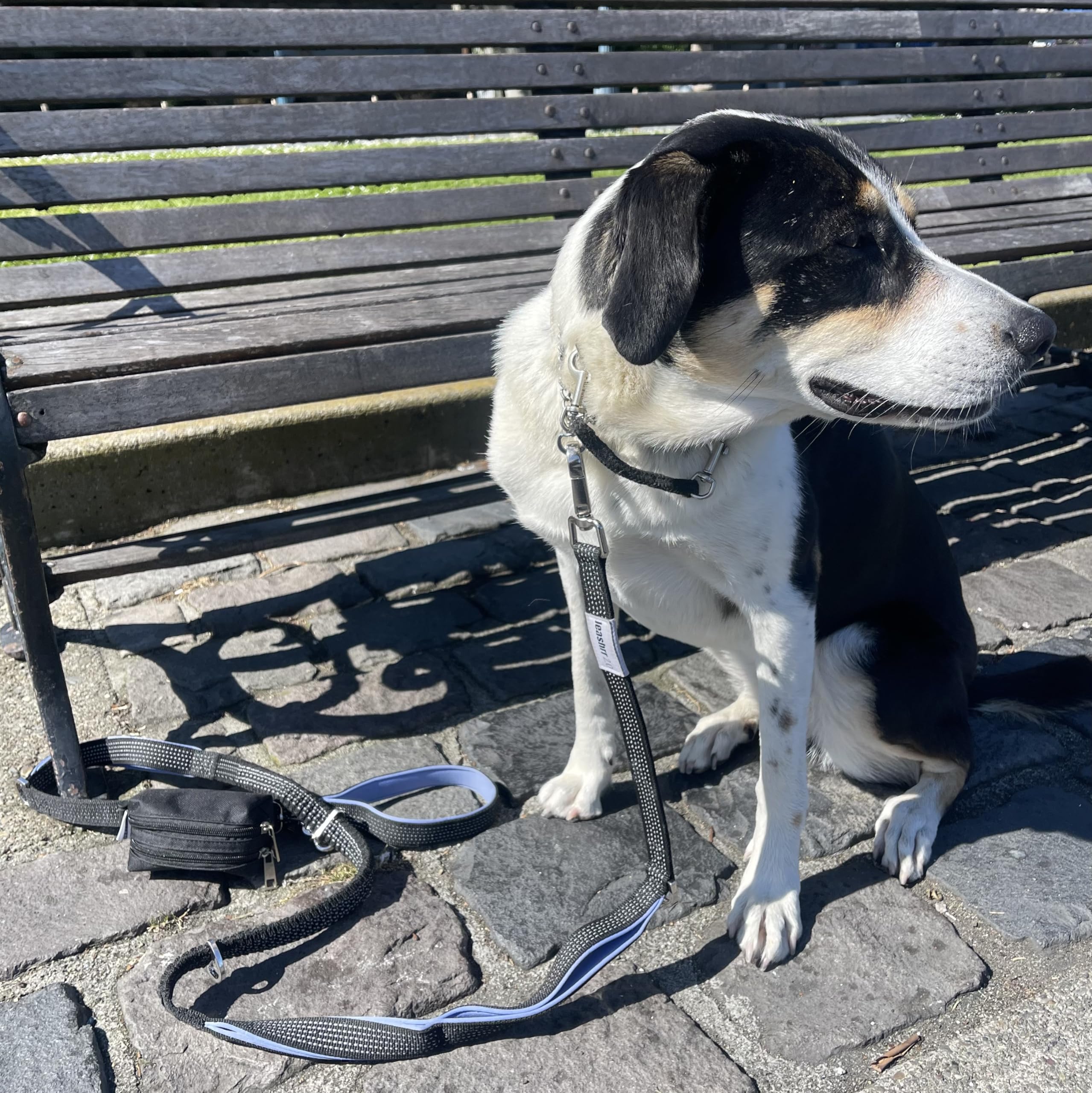Leashrr 2.0 fixé sur une laisse pour promenades main libre