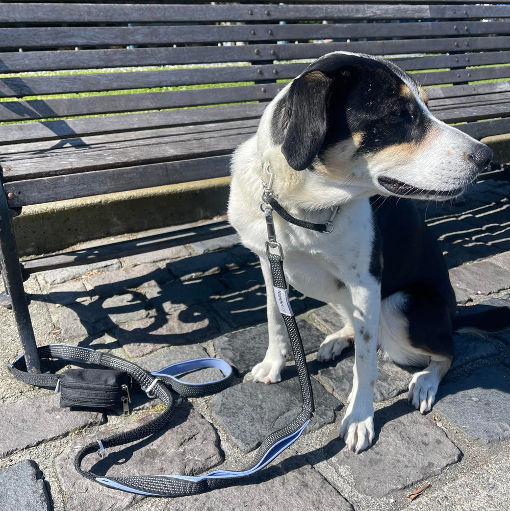 Leashrr 2.0 fixé sur une laisse pour promenades main libre