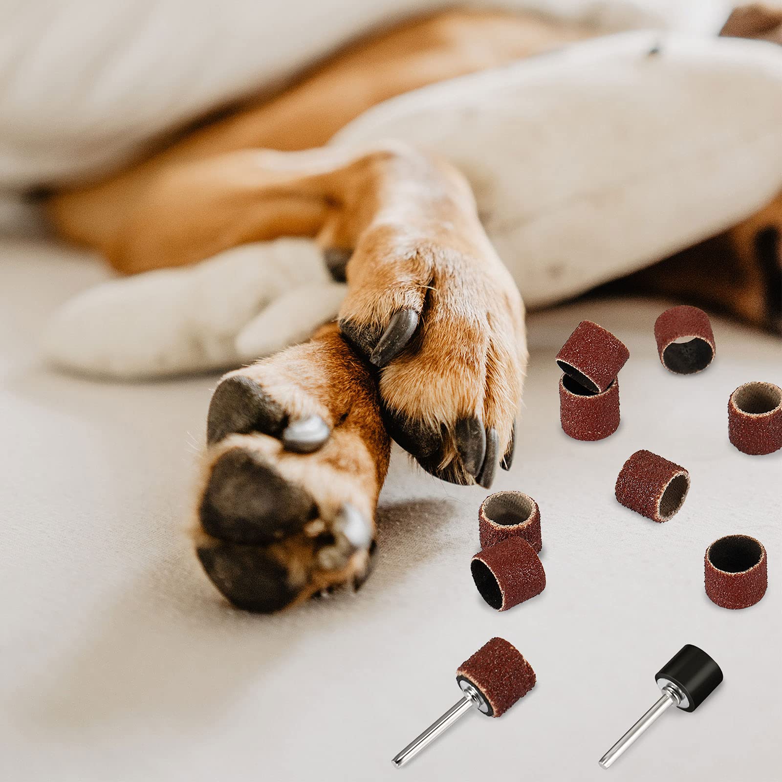 Leelosp démonstration sur patte de chien réduisant stress et coupures