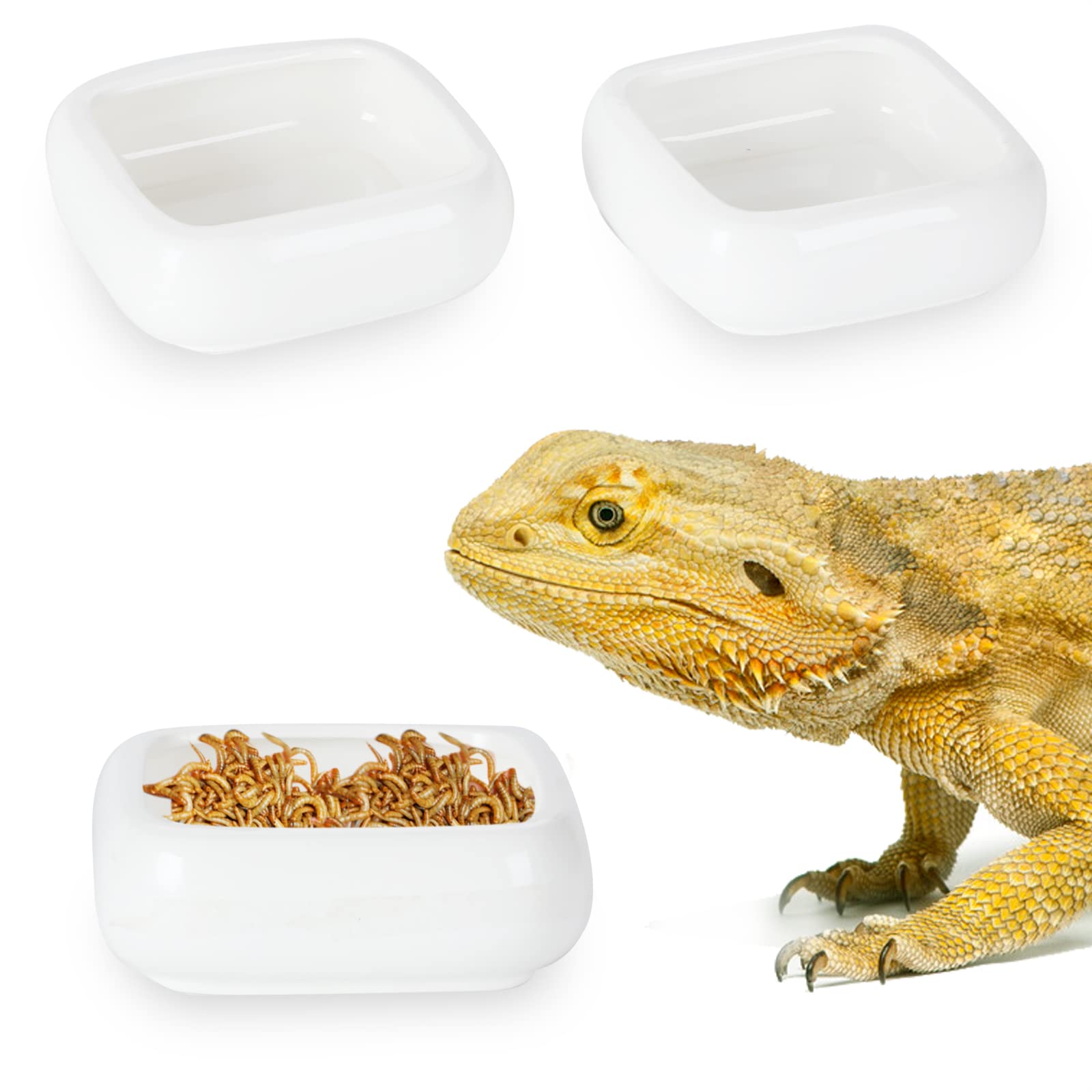 LEETOYI coupelle en usage avec gecko illustrant accès sécurisé à la nourriture