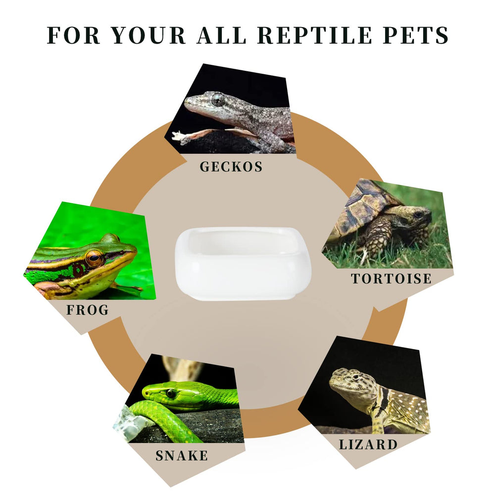 LEETOYI coupelle dans terrarium présentant intégration discrète et esthétique