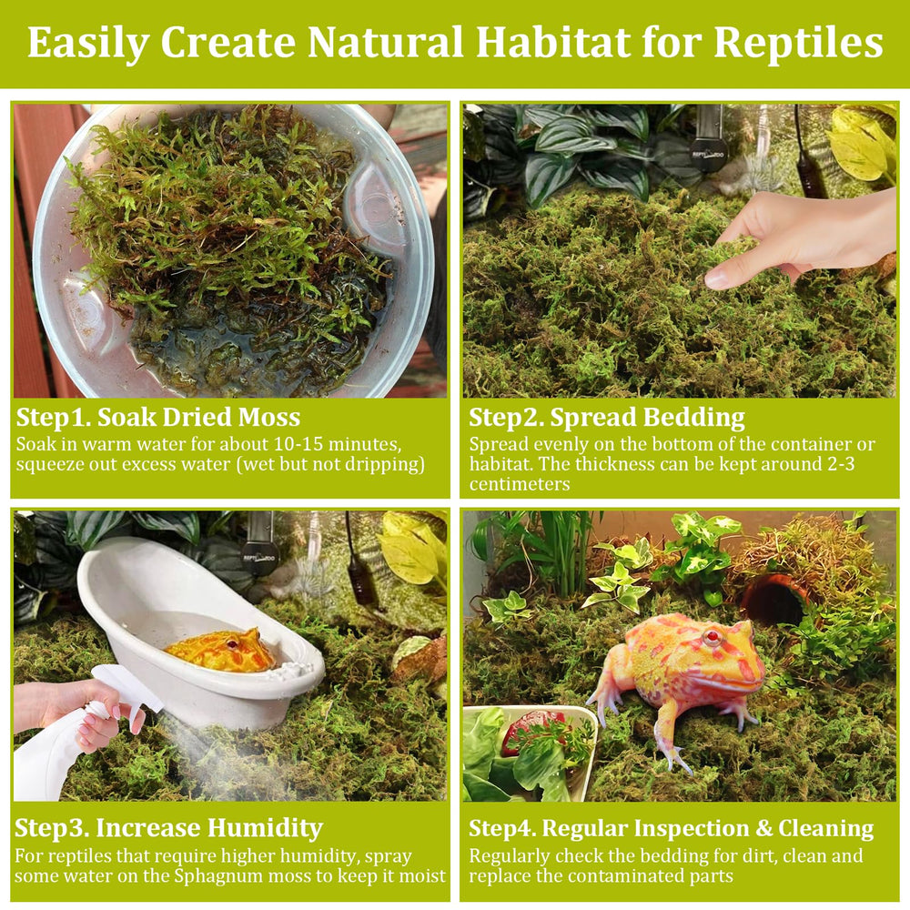 Legigo sphaigne en terrarium créant cachette humide et confort