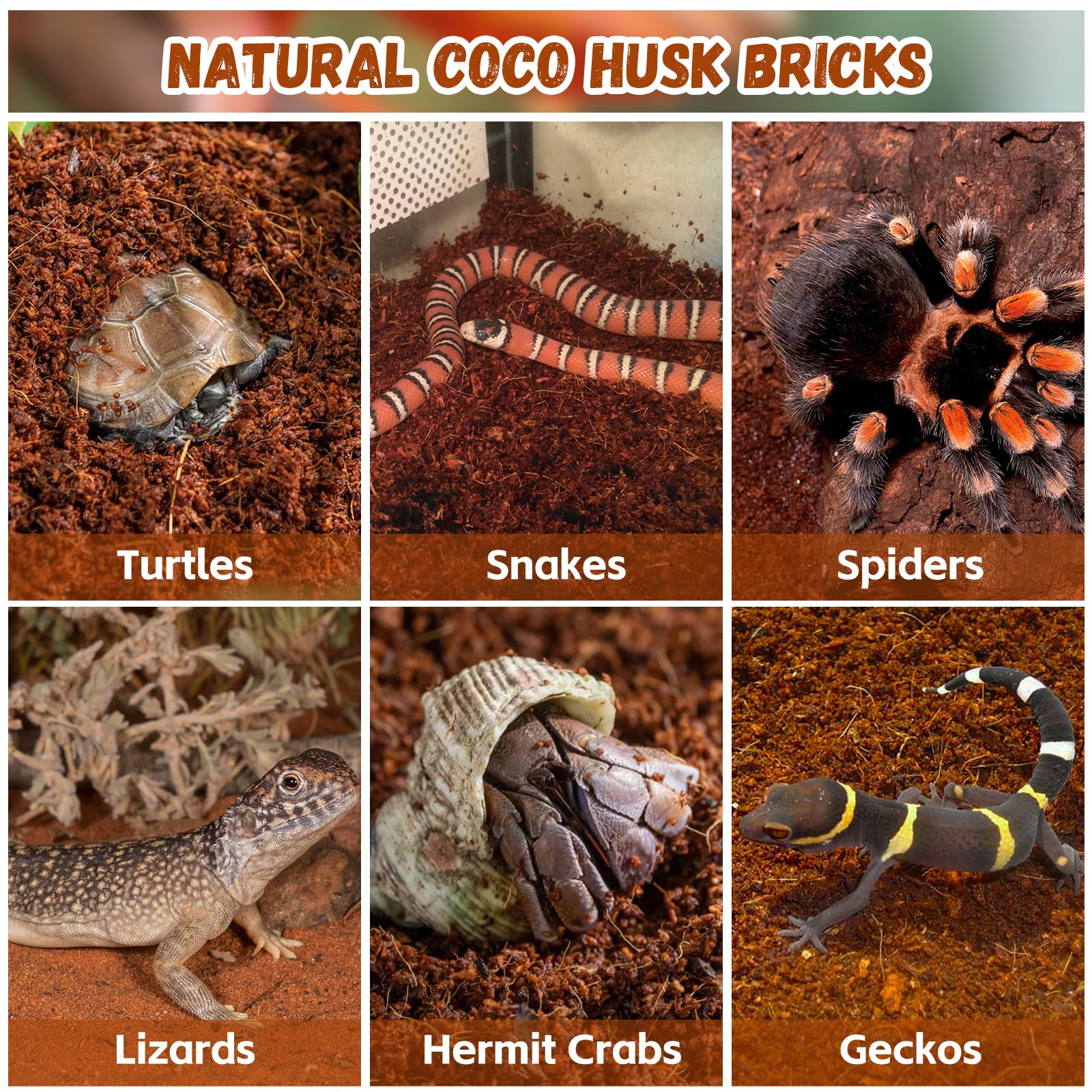 Legigo substrat en terrarium avec reptile favorisant fouissage