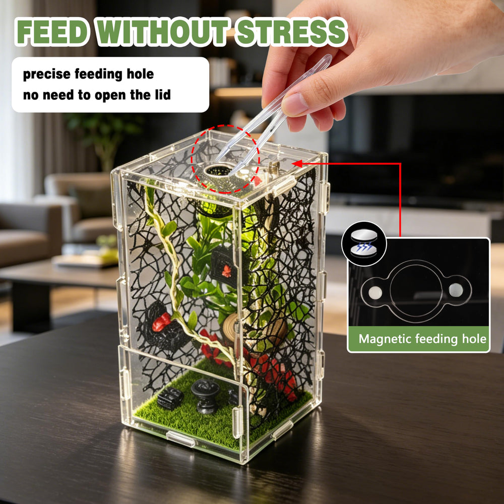 LEIZHENZI terrarium en usage avec araignée sauteuse pour observation détaillée