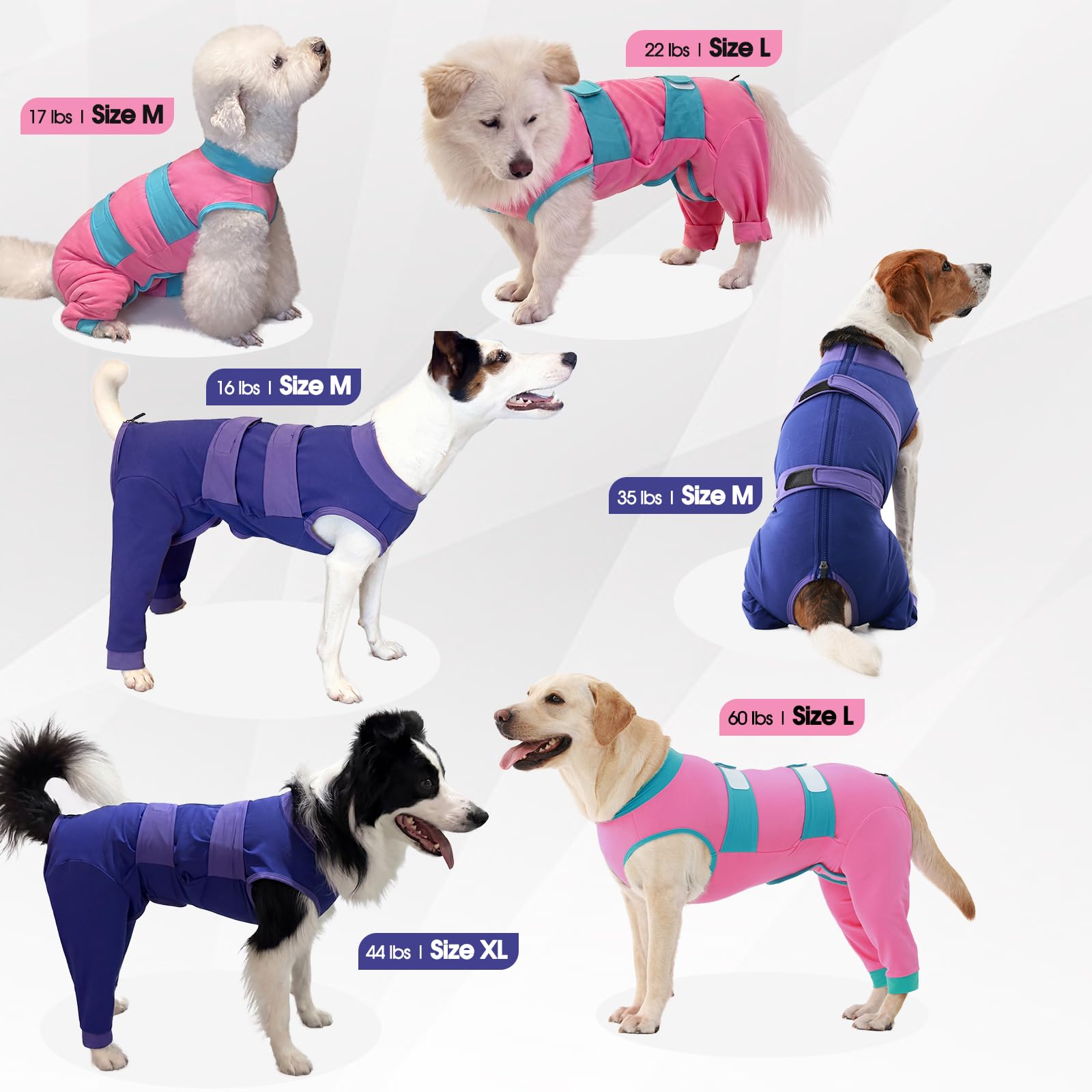 Comparaison taille XL LeLePet avec mètre illustrant la longueur du dos à mesurer