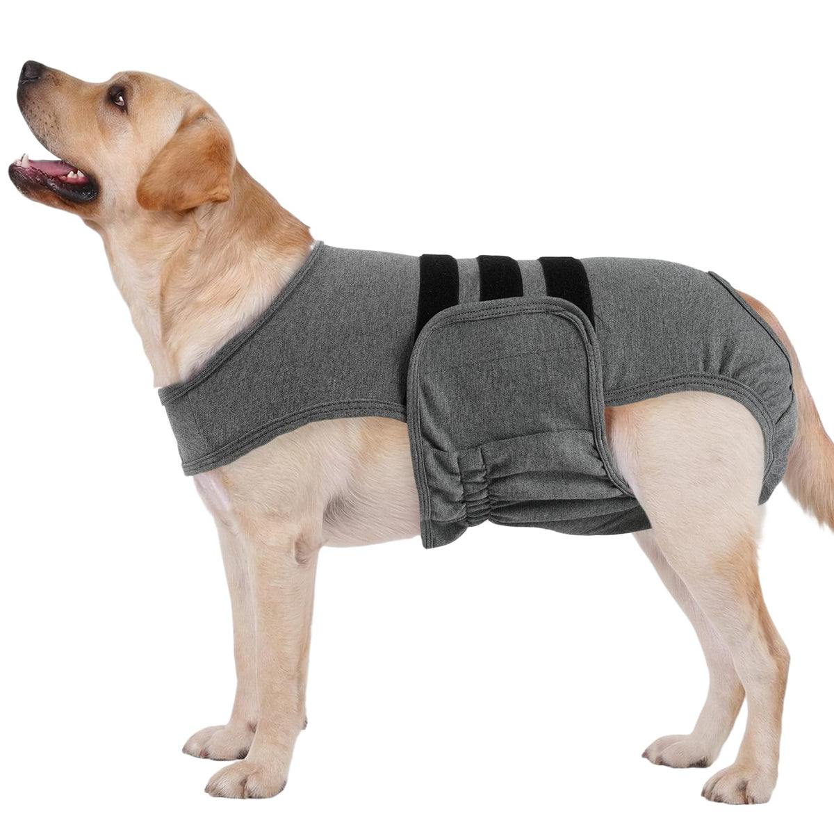 LeLePet culotte chienne face grise montrant protection et confort