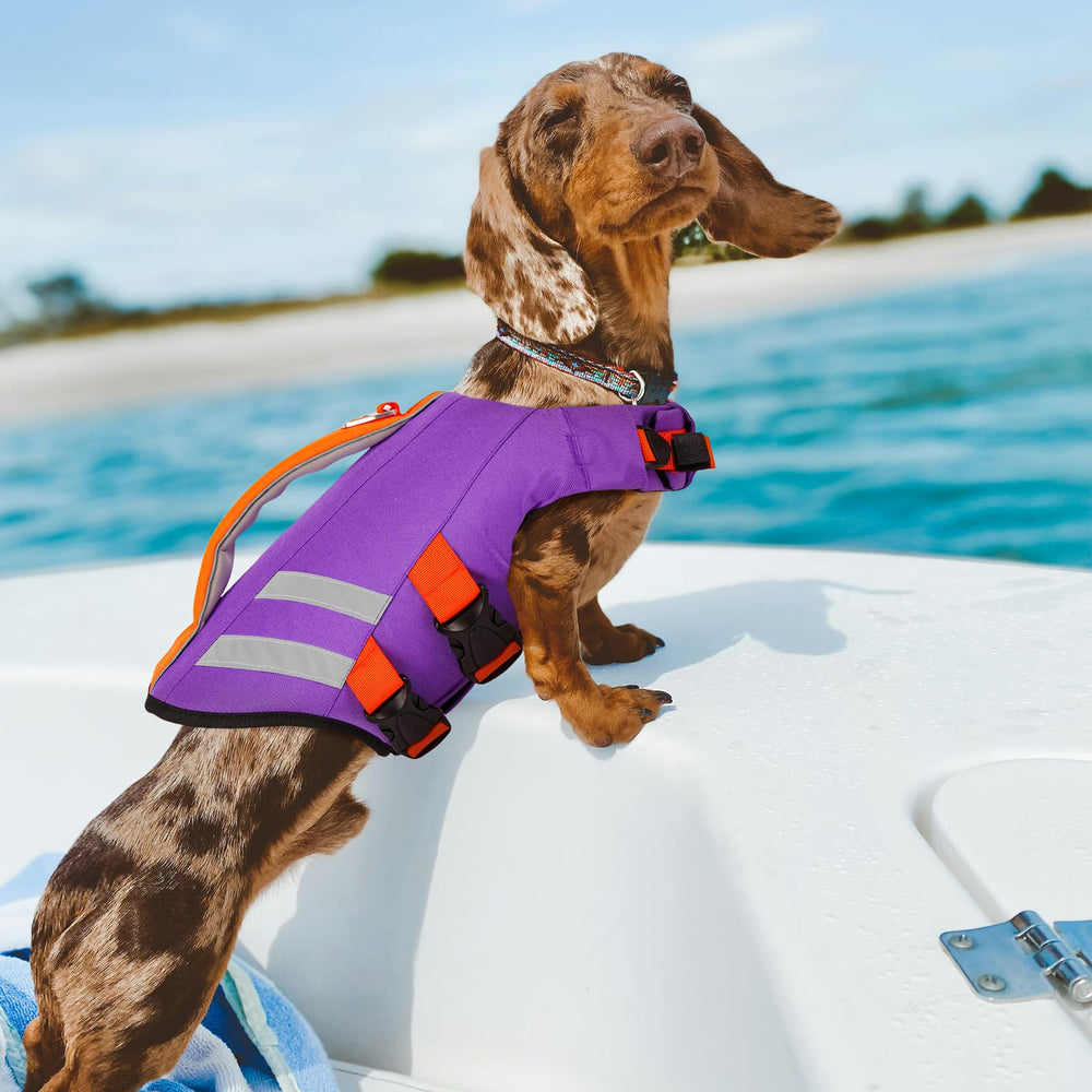 Chien portant LeLePet sur la plage illustrant usage pratique et loisir