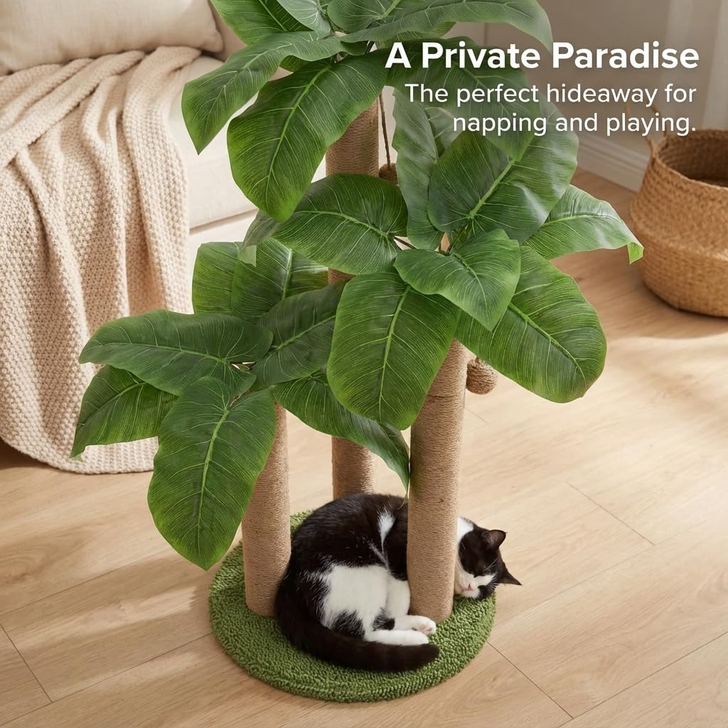LEMONDA chaton qui joue encourage activité et exercice