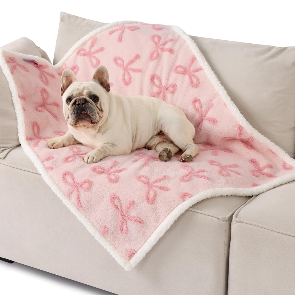 LE SURE comparaison taille 30x40 montrant échelle pour chiens moyens