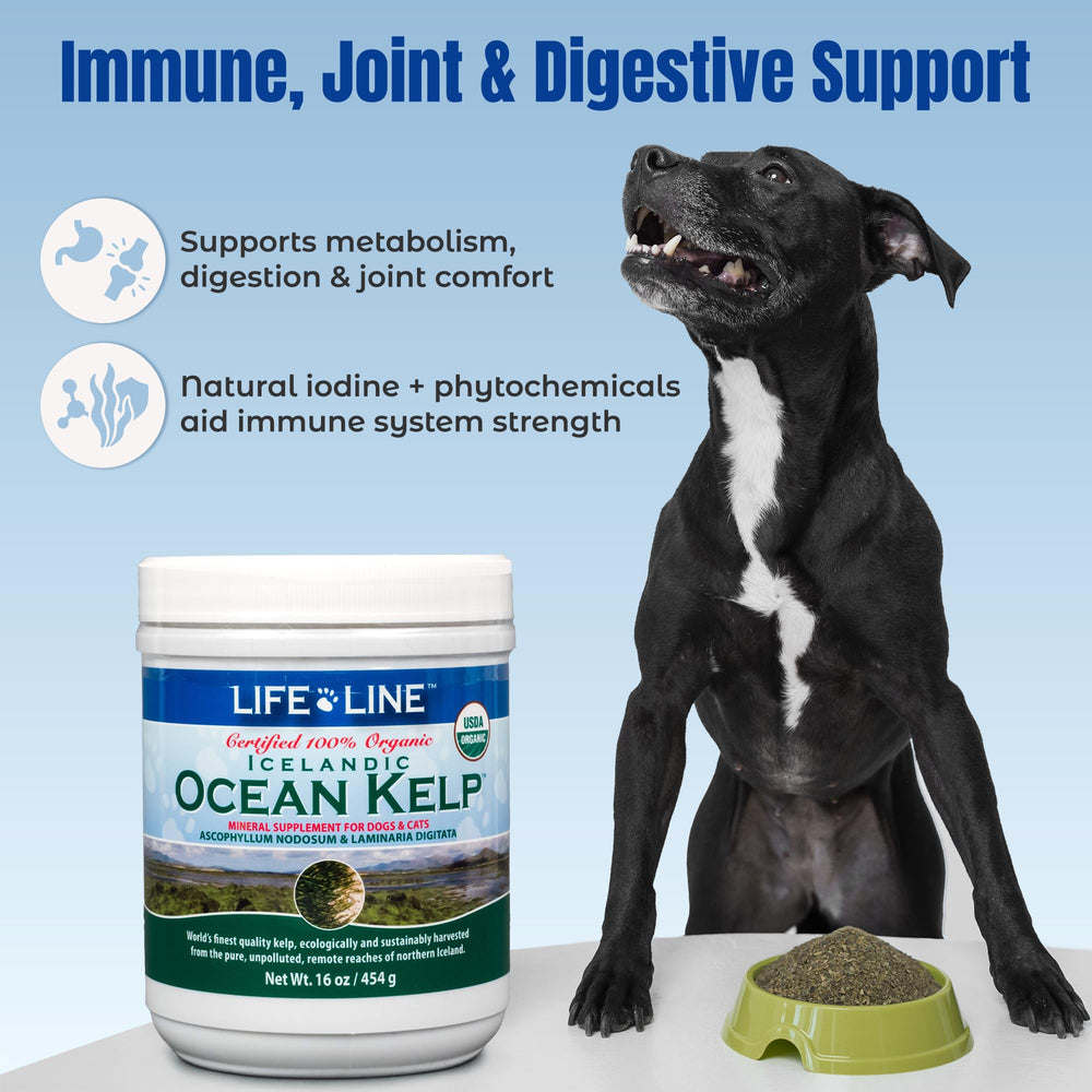 Life Line pot 16 oz posé à côté d’un ruban métrique pour évaluer la taille