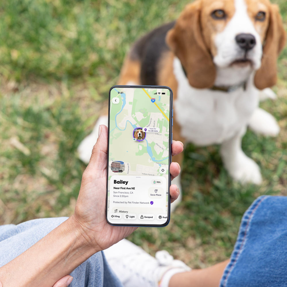 Life360 alerte zoomies montrant suivi d'activité et surveillance