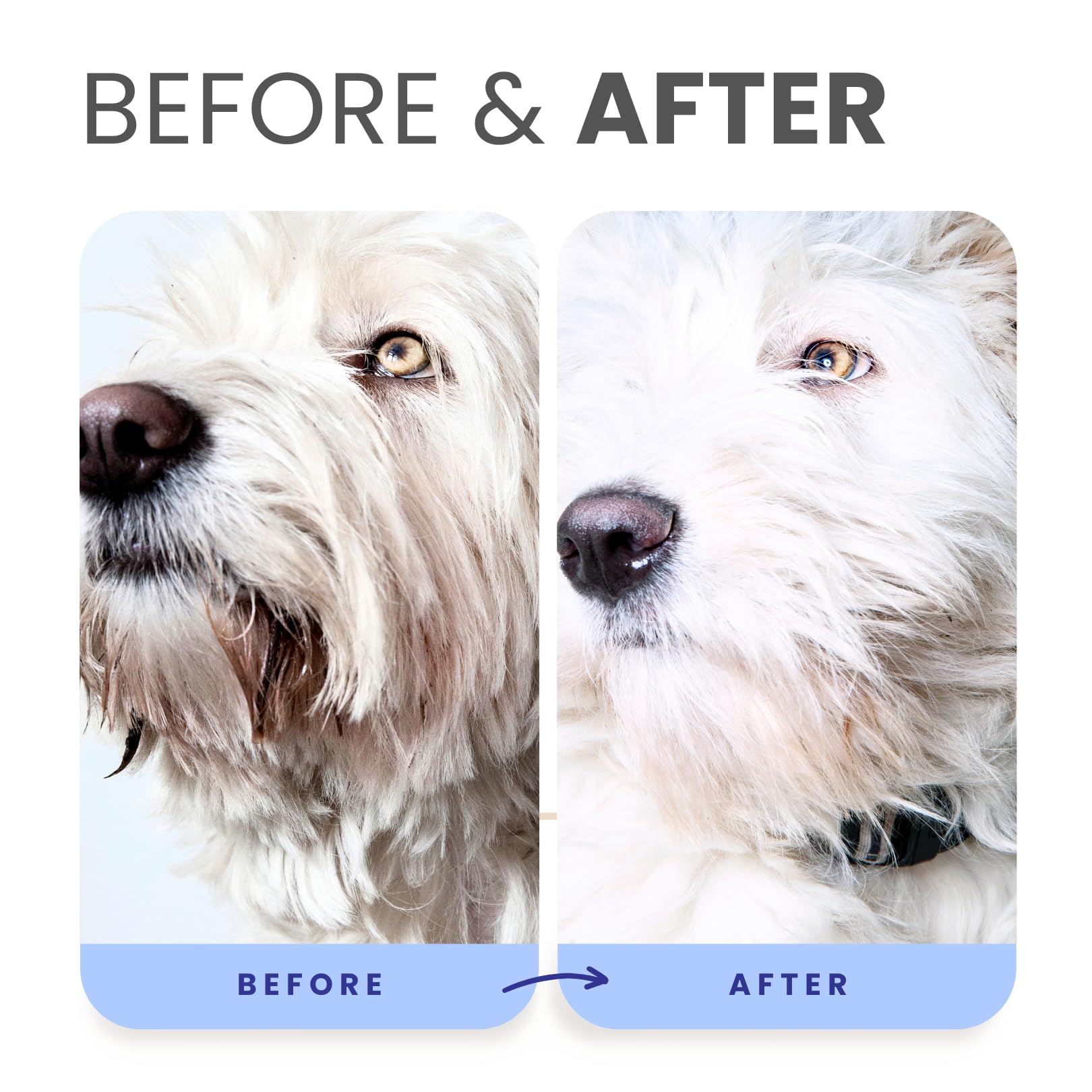 Toiletteur utilisant Lillian Ruff sur chien heureux pour pelage lumineux