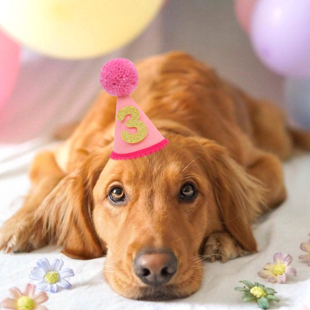 LINGANA chapeau sur chat en décor de fête pour souvenir partagé