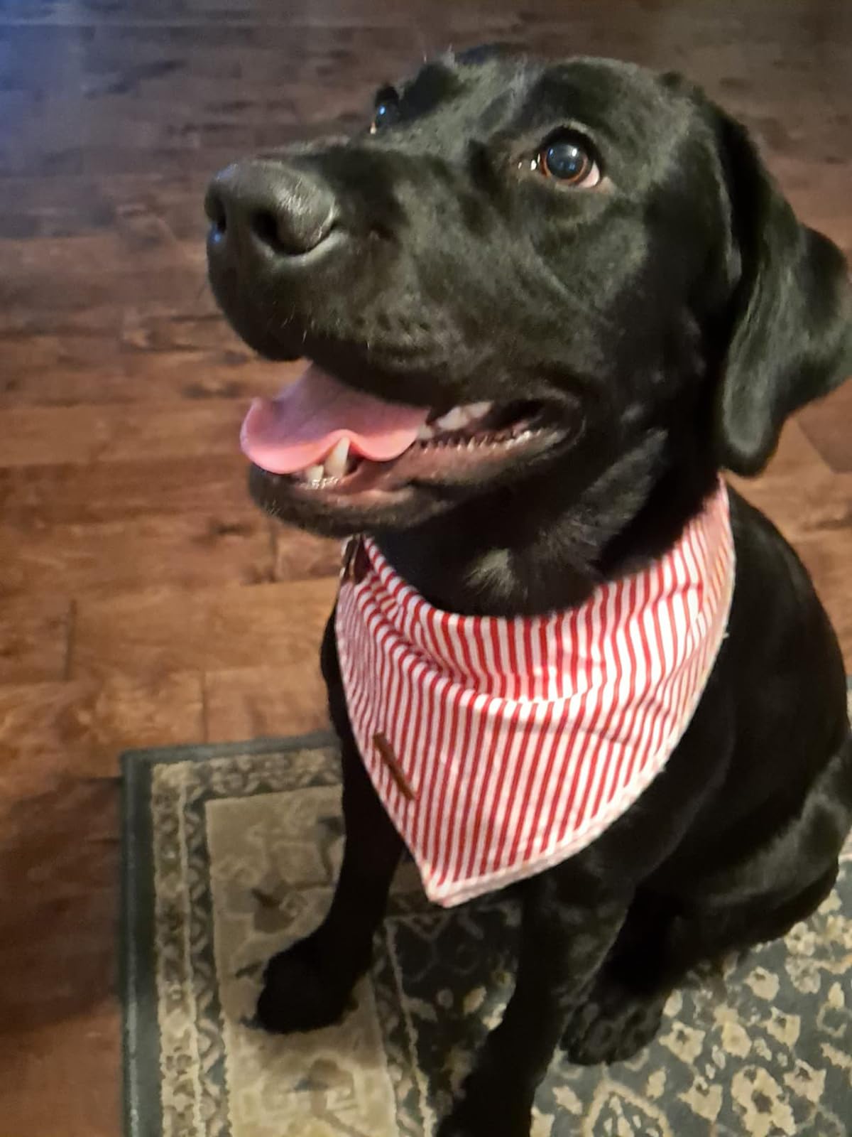 Lionet Paws bandana en contexte festif, idéal pour photos et fêtes