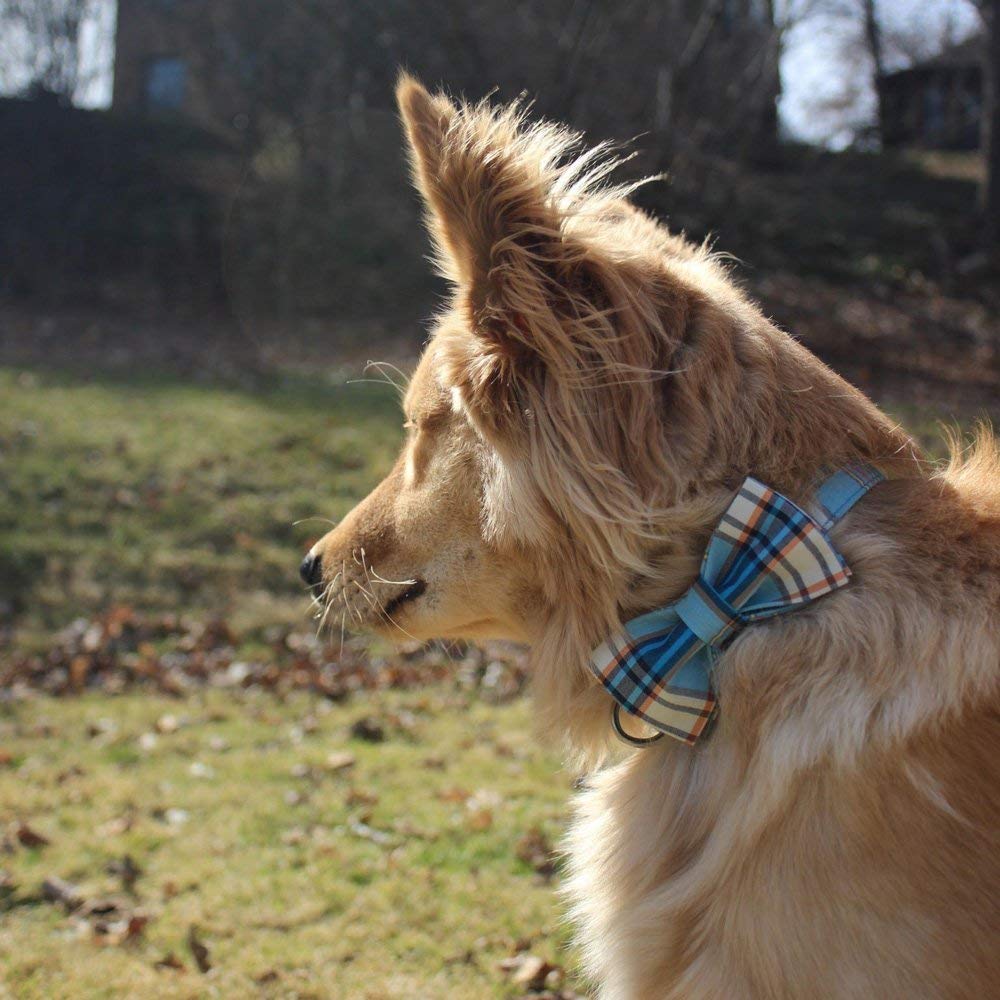 lionet paws collier porté par chien en extérieur, confort et style