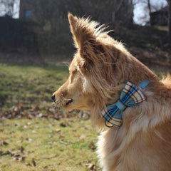 lionet paws collier porté par chien en extérieur, confort et style
