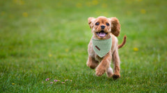 lionet paws comparaison tailles S et L, choix clair selon tour de cou