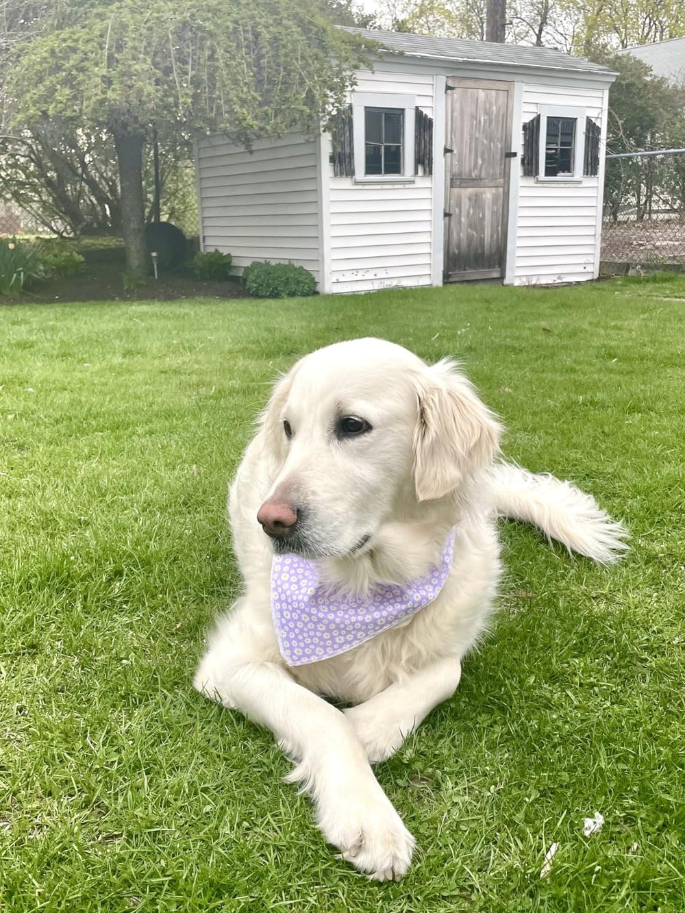 Lionet Paws comparaison taille sur chien montrant choix approprié