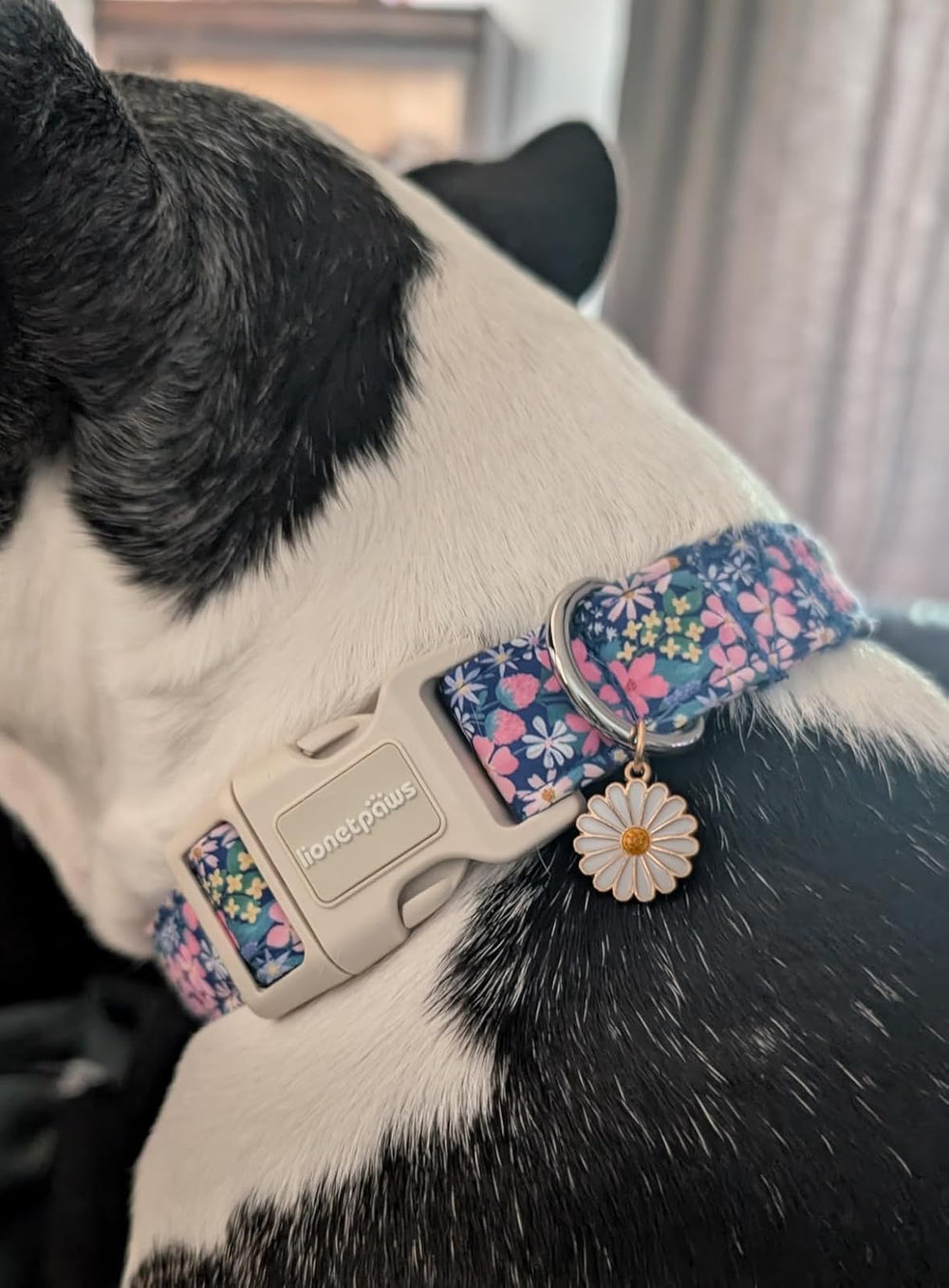 lionet paws comparaison taille montrant largeur 2,5 cm et ajustement