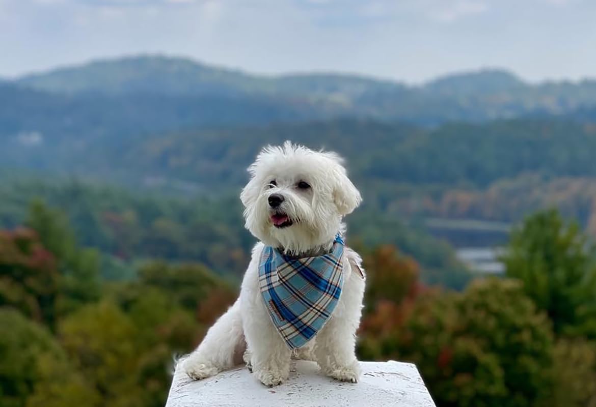 Lionet Paws gros plan tissu coton montrant douceur