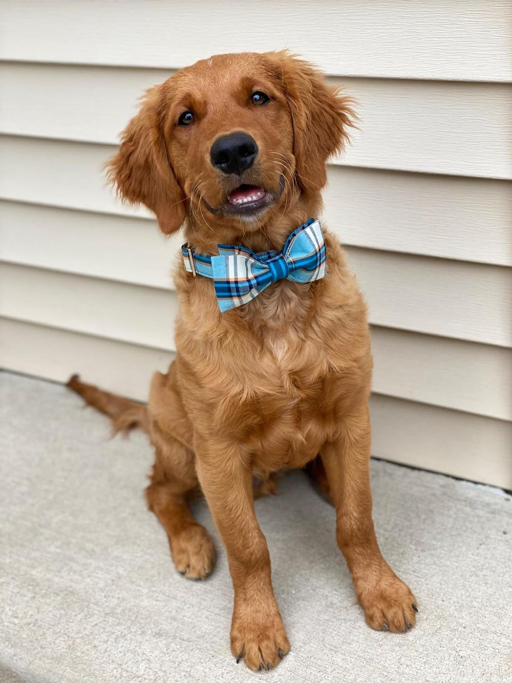 lionet paws collier dans décor de fête, accessoire photo parfait