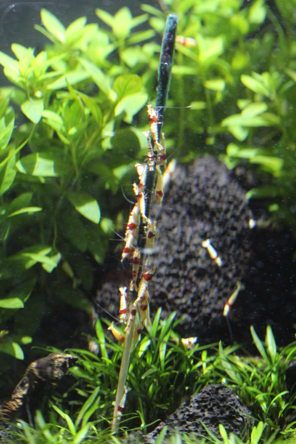 Liquid Gardens bâtonnet planté dans le substrat crevettes en train de se nourrir