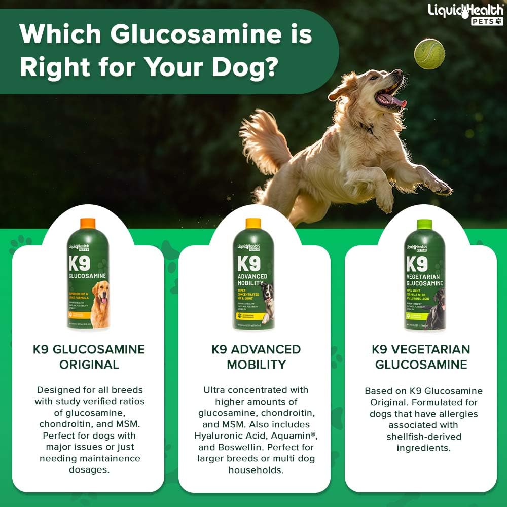 LIQUIDHEALTH chien actif en extérieur démontrant mobilité retrouvée et énergie